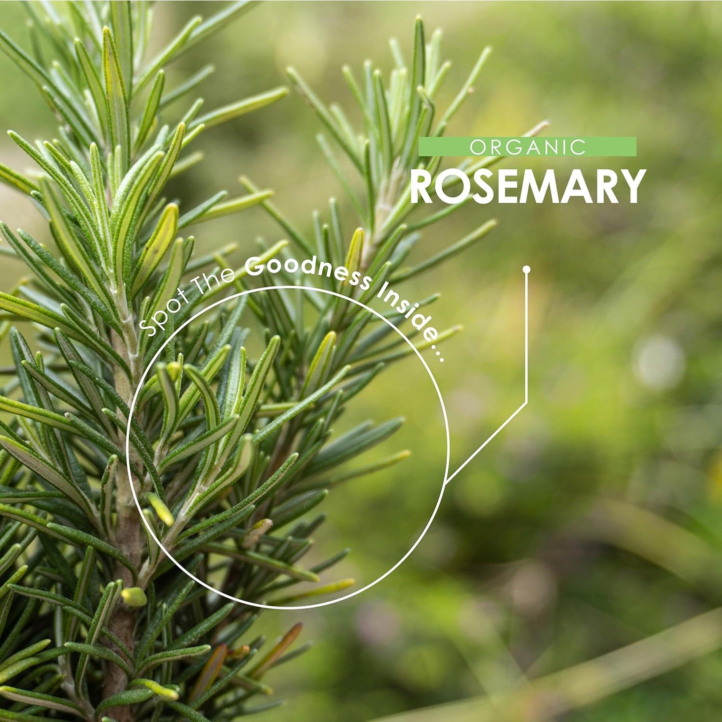 Organic Rosemary 500Mg - 90 Vegan Capsules - High Strength Salvia Rosmarinus Sup
