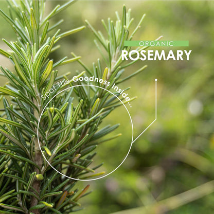 Organic Rosemary 500Mg - 90 Vegan Capsules - High Strength Salvia Rosmarinus Sup
